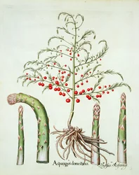 Vanlig sparris i blomma och frukt, från Hortus Eystettensis av Basil Besler (1561-1629), pub. 1613 (handfärgad gravyr)
