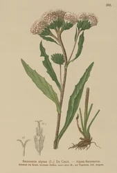 Vanlig sågört (Saussurea alpina)