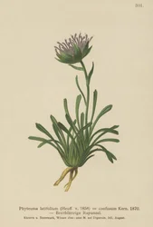Förvirrad Rampion (Phyteuma confusum, Phyteuma latifolium, Phyteuma hemisphaericum