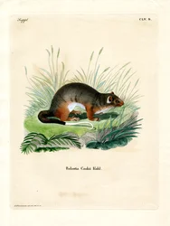Cook-Phalanger (färgad gravyr)