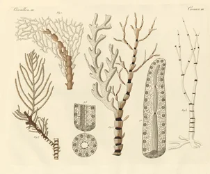 Korallpolyper (färgad gravyr)