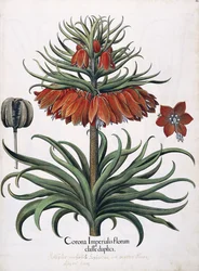 Kronan av kejserliga blommor, 1613