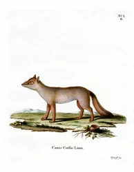 Corsac Fox (färgad gravyr)