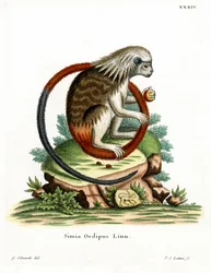 Tamarin med bomullstopp (färgad gravyr)