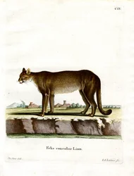 Cougar (färgad gravyr)
