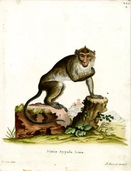 Krabbätande makak (färgad gravyr)
