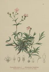 Creeping Babys Breath (Gypsophila repens)