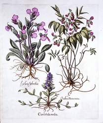 Revsuga, vårvicker och rödblära, ur Hortus Eystettensis, av Basil Besler (1561-1629), utgiven 1613