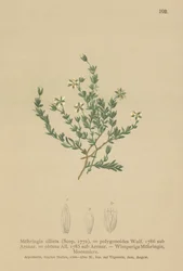 Krypsandört (Moehringia ciliata, Moehringia polygonoides, Arenaria obtusa)
