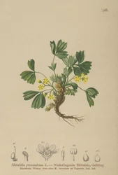 Krypande Sibbaldia (Sibbaldia procumbens)