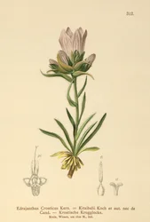 Kroatisk gräsklocka (Edrajanthus Croaticus, Edraianthus croaticus, Edraianthus Kitaibellii, Edraianthus graminifolius, Edraianthus albanicus, Wahlenbergia graminifolia)