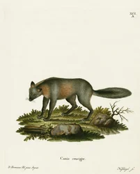 Cross Fox (färgad gravyr)