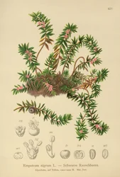 Kråkbär (Sempetrum nigra)