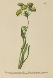 Kråkfot-bladiga haröra (Bupleurum ranunculoides)