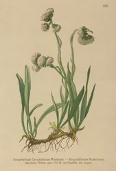 Cudweed (Gnaphalium Carpathicum)