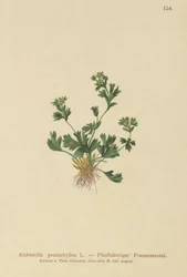 Klippbladig dammantel (Alchemilla pentaphylla)