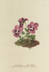 Cyclamen, alpviol (Viola alpina)