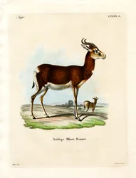 Dama Gazelle (färgad gravyr)