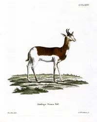 Dama Gazelle (färgad gravyr)