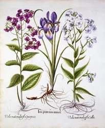 Dames Violet and a Field Iris, från Hortus Eystettensis, av Basil Besler (1561-1629), pub. 1613 (handfärgad gravyr)