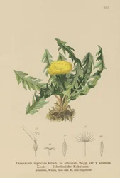 Maskros (Taraxacum nigricans, Taraxacum officinale var. Alpinum)