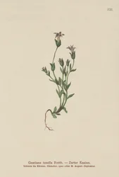 Dansk dvärggentiana (Gentiana tenella, Gentianella tenella, Comastoma tenellum)