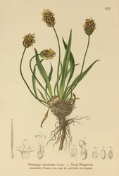 Mörk groblad (Plantago atrata, Plantago montana)
