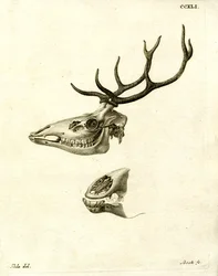 Hjorthorn (färgad gravyr)