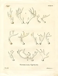 Hjorthorn (färgad gravyr)