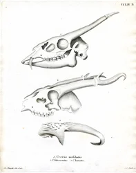 Hjorthorn (färgad gravyr)