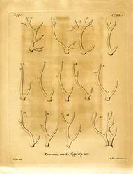 Hjorthorn (färgad gravyr)