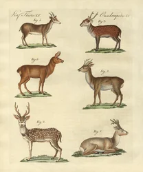 Rådjur och fawns