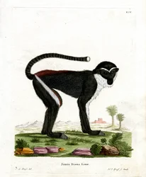 Diana Monkey (färgad gravyr)
