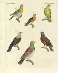 Olika sorters exotiska duvor