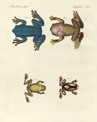 Olika sorters främmande lövgrodor (färgad gravyr)