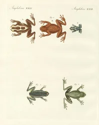 Olika sorters främmande lövgrodor (färgad gravyr)