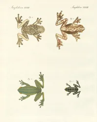 Olika sorters främmande lövgrodor (färgad gravyr)