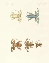 Olika sorters främmande lövgrodor (färgad gravyr)