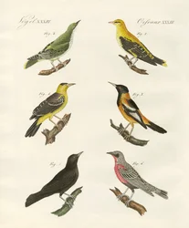 Olika sorters gyllene oriole