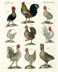 Olika sorters höns