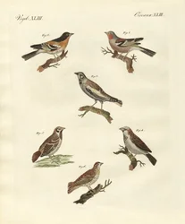Olika sorters lärkor (färgad gravyr)