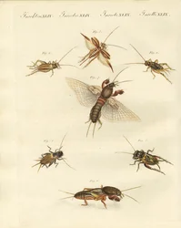 Olika sorters lokala syrsor (färgad gravyr)