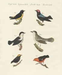 Olika sorters manakins