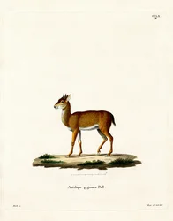 Dik-dik (färgad gravyr)