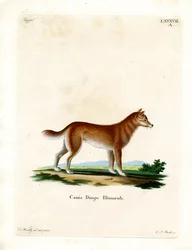 Dingo (färgad gravyr)
