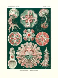 Discomedusae, 1899-1904