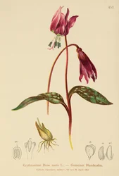 Hundtandsviol (Erythronium Dens canis, Erythronium caninum)