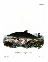 Delfin (färgad gravyr)