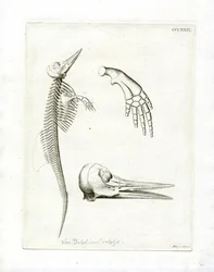Delfinskelett (färgad gravyr)