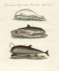 Delfiner (färgad gravyr)